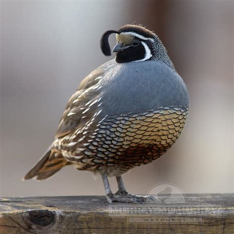 Opens in a new window or tab. . California quail for sale